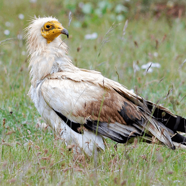 9007-normal-687dfc35dc58f0.07245387 (1)