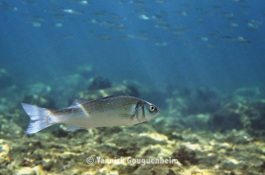 84425-normal-687e484f7e3643.27838746