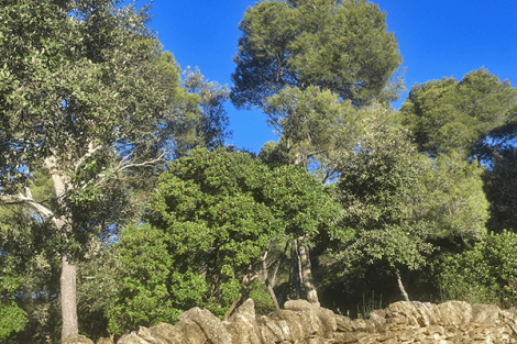 La forêt Méditerranéenne